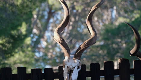 Large-spiraled-trophy-kudu-horns-mounted-on-fence-outside-illuminated-by-sun