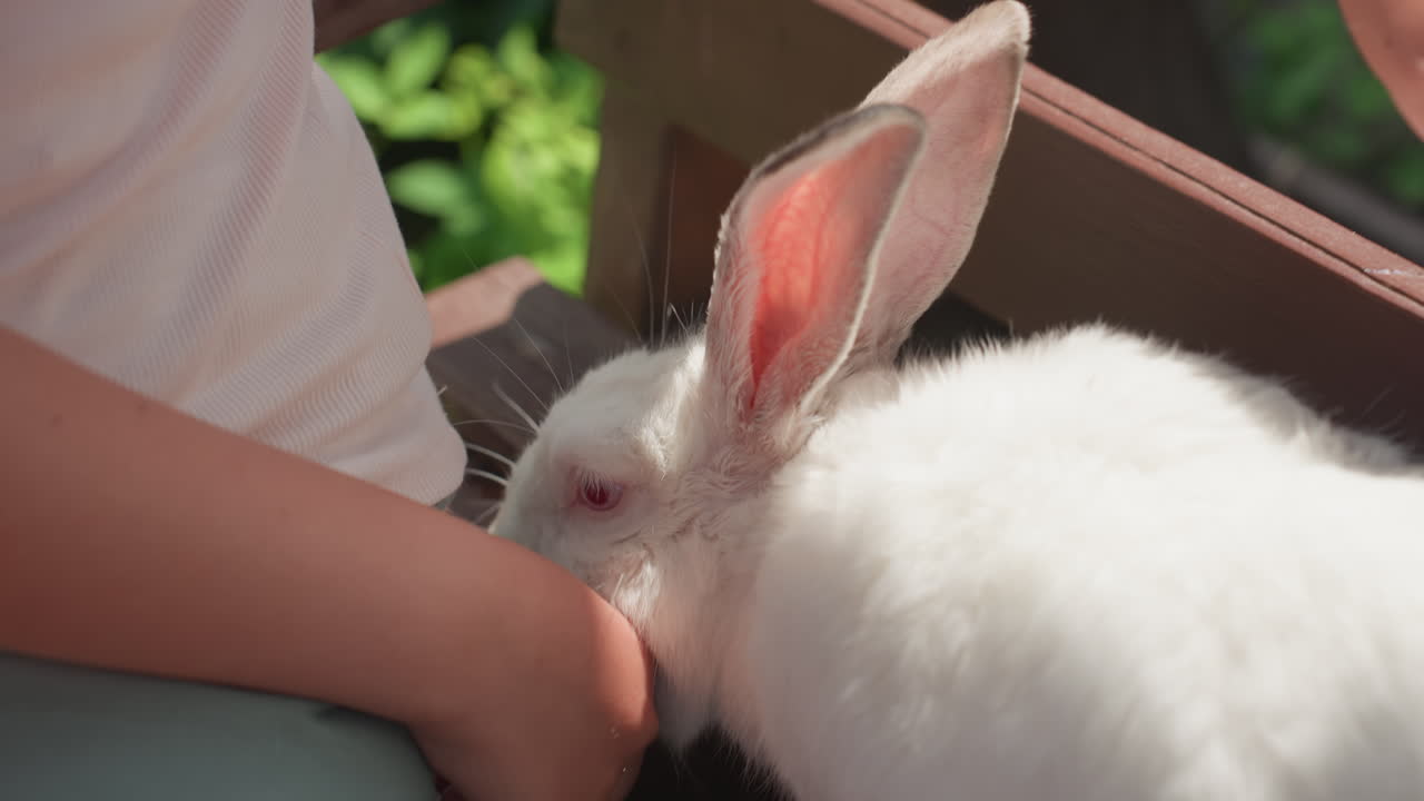Child Feeds Bunny, Gentle Child Gently Feeds Furry Rabbit Outdoors, Sunlit Garden Scene Of Child With Rabbit In Tender Moment, Young Child Carefully Gives Treat To Softfurred Rabbit On Park Bench