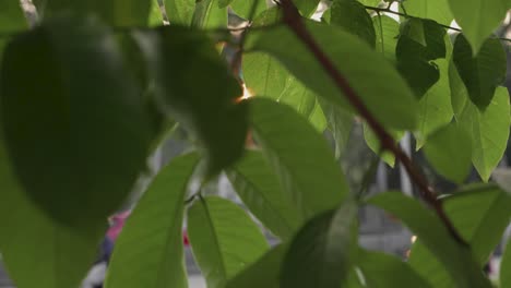 sun flare shines through leaves with traffic passing in the background. slow motion.