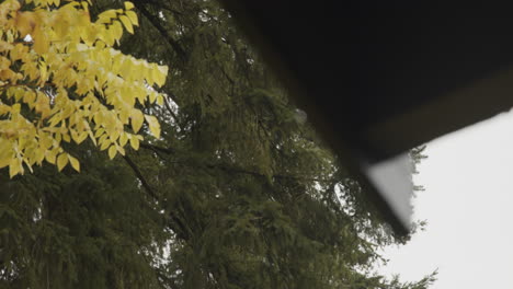 a focus pull from a wooden cabin to a tree in a rainstorm