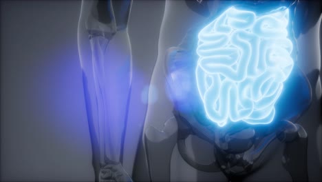 Examen-De-Radiología-Del-Intestino-Delgado-Humano