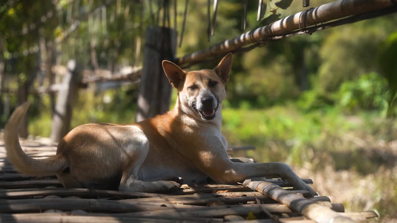 hermoso perro está moviendo la cola en silencio y mirando a su alrededor mientras descansa pacíficamente en la pasarela de bambú bajo el sol