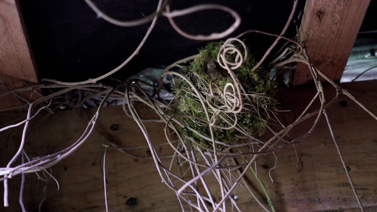 Eurasian Wren bird arriving at its moss-covered nest among ceiling wires. Action shot of a small bird during the nesting season with moody natural lighting.