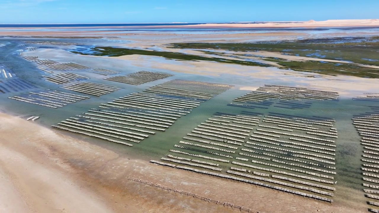 Drone aerial view of organized shellfish aquaculture farms in Dakhla, revealing striking geometric cultivation patterns across the intertidal coastal waters of Morocco's Atlantic shoreline.