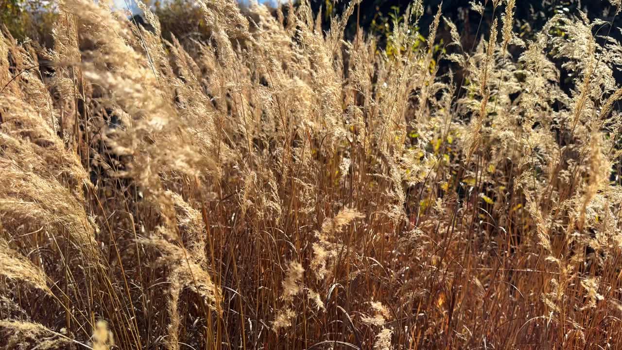 Field of Tall, Golden Grass