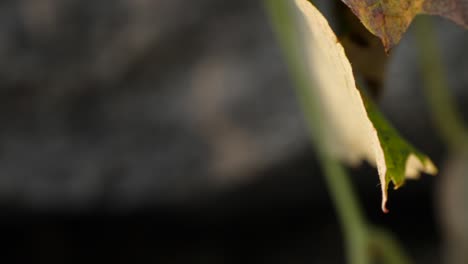 mariposa de col con alas blancas colgando de la hoja y volando