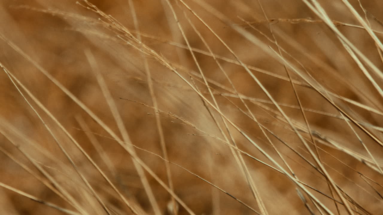 campo de hierba seca