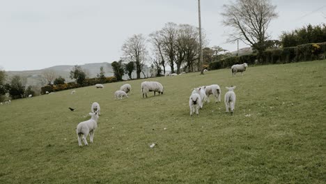 flock of sheep and lambs walking in field
