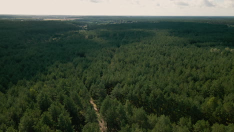 Vista-Aérea-Descendente-De-Un-Gran-Bosque-Siempreverde