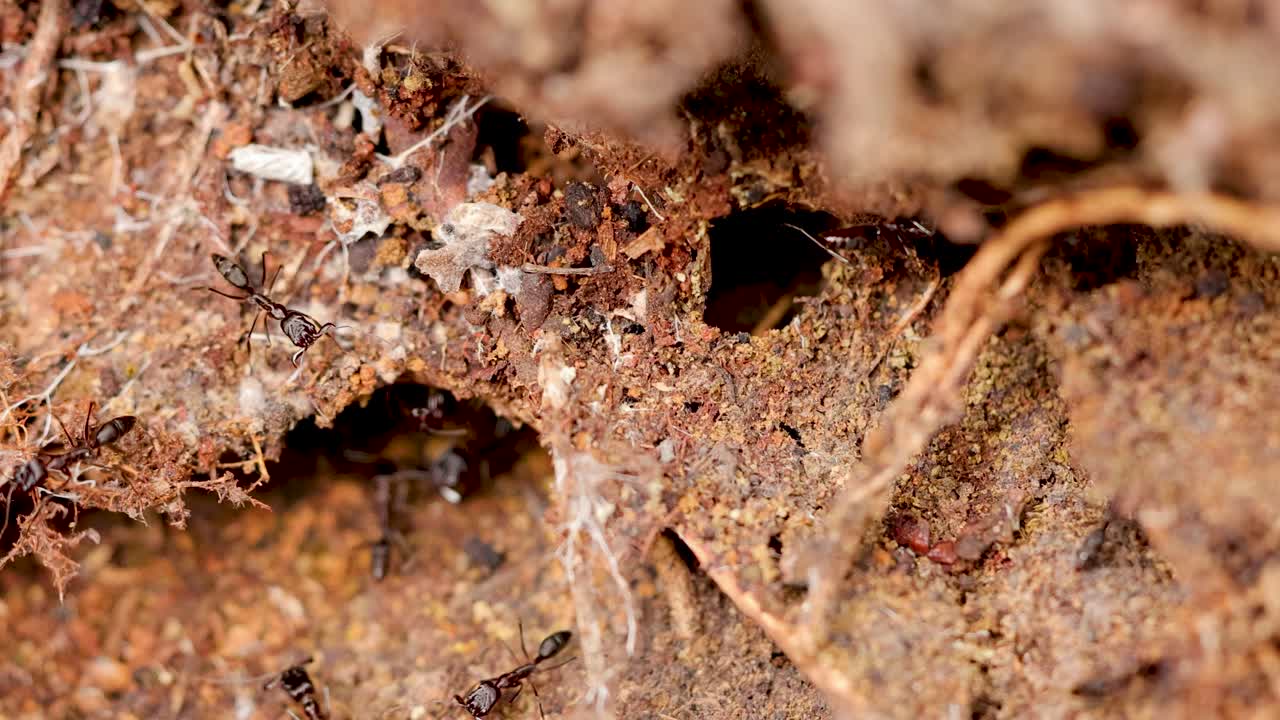 Close-up of insects interacting within a termite nest in the Daintree rainforest, showcasing intricate movements and natural habitat