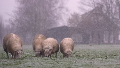 Sheep-Grazing-in-The-Snow,-Snowfall,-Slow-Motion