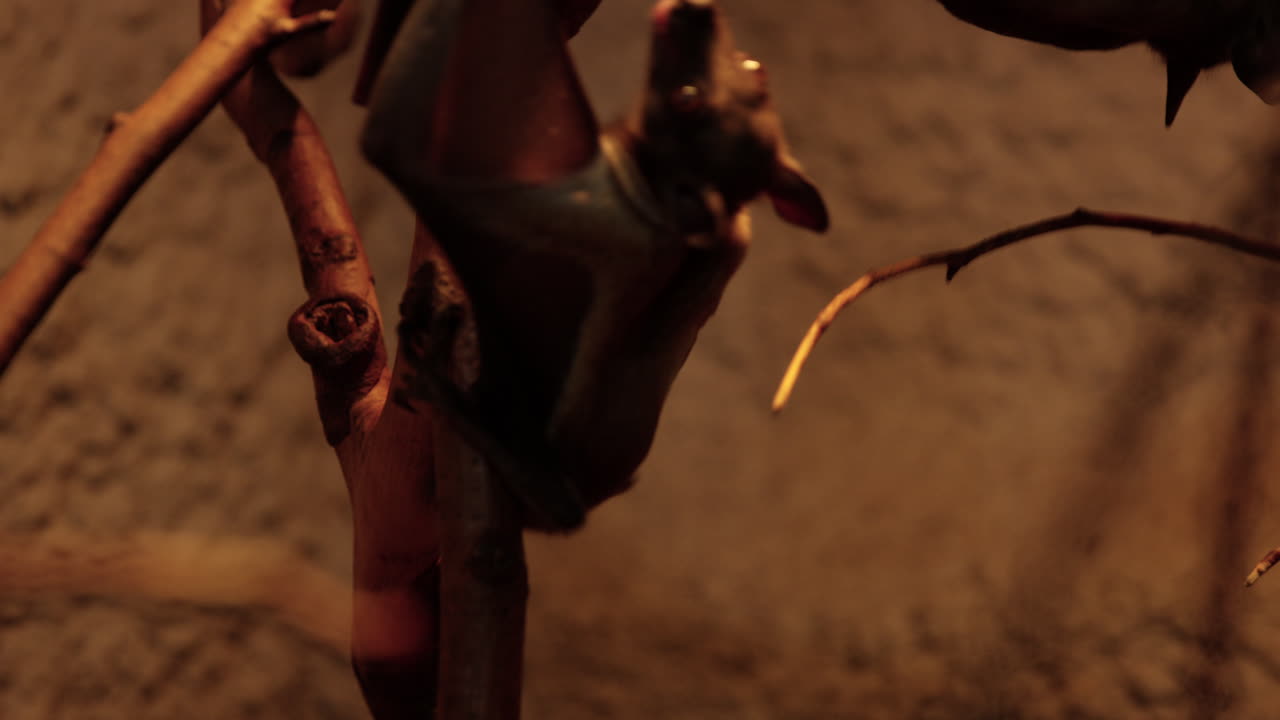 蝙蝠在囚禁中爬上树枝 - - 近距离