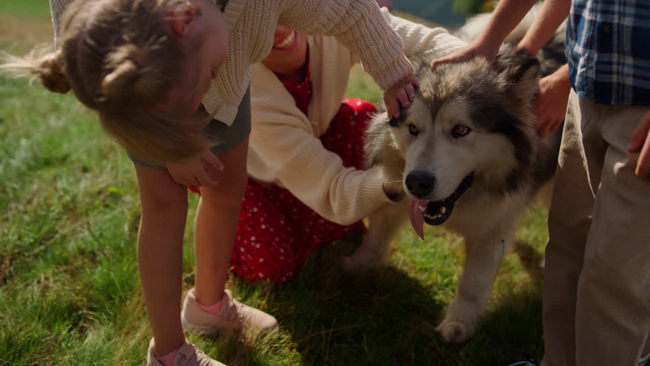 애완동물을  ⁇ 는 사람들의 손.  ⁇ 은 허스키가 푸른 초원에서 가족과 함께 산책을 즐긴다.