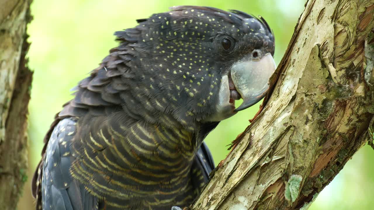 En hona av rödsvart kakadua (Calyptorhynchus banksii) i dess naturliga habitat, närbild.
