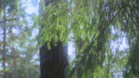 Pine-tree-branches-swaying-slowly-in-breeze-on-summer-day