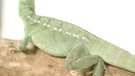 Basilisk-basking-on-a-tree-branch