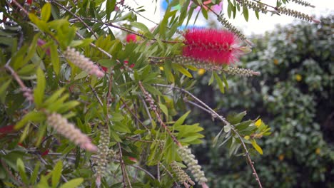 Close-up,-pull-focus-shot-of-bottle-brush-callistemon-flowers,-blooming-on-branches-4k-static-shot