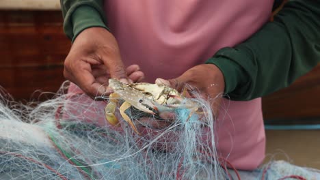 close up view of crab tangled in net and weathered hands of thai man removing animal from catch