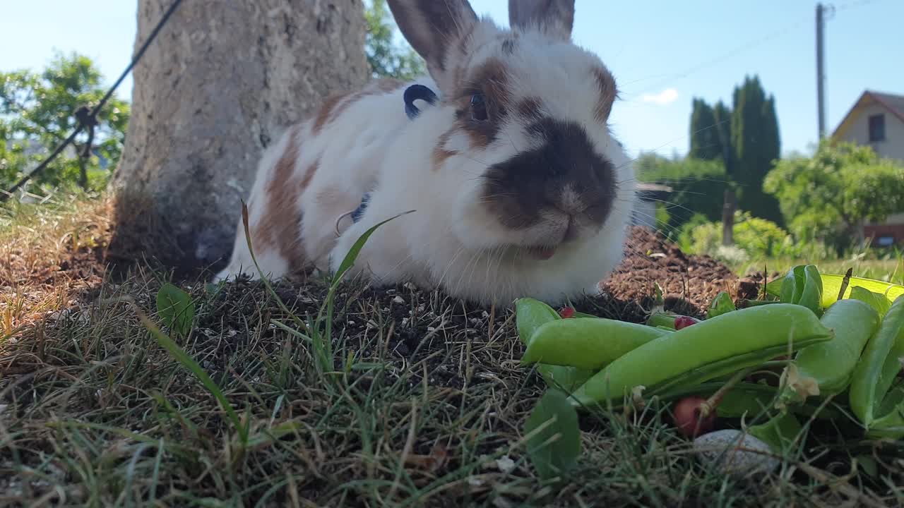 conejo blanco con orejas marrones comiendo hierba verde y vegetación cerca del manzano a la sombra mientras se esconde del sol
