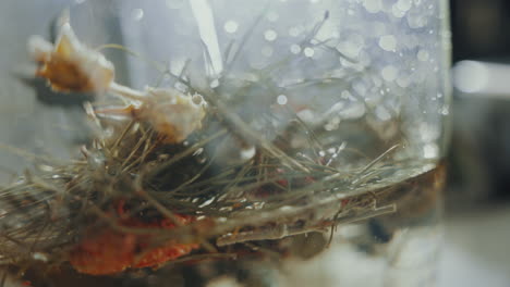 Close-up,-pouring-distilled-gin-into-a-glass-bottle-with-aromatic-dried-spice-herbs