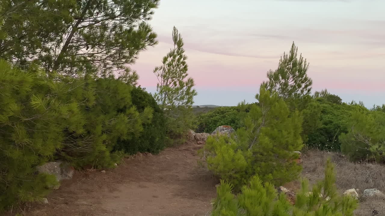 La luce soffusa del tramonto illumina i pini costieri di Sagres, fondendo il verde e l'oro sotto un cielo che svanisce