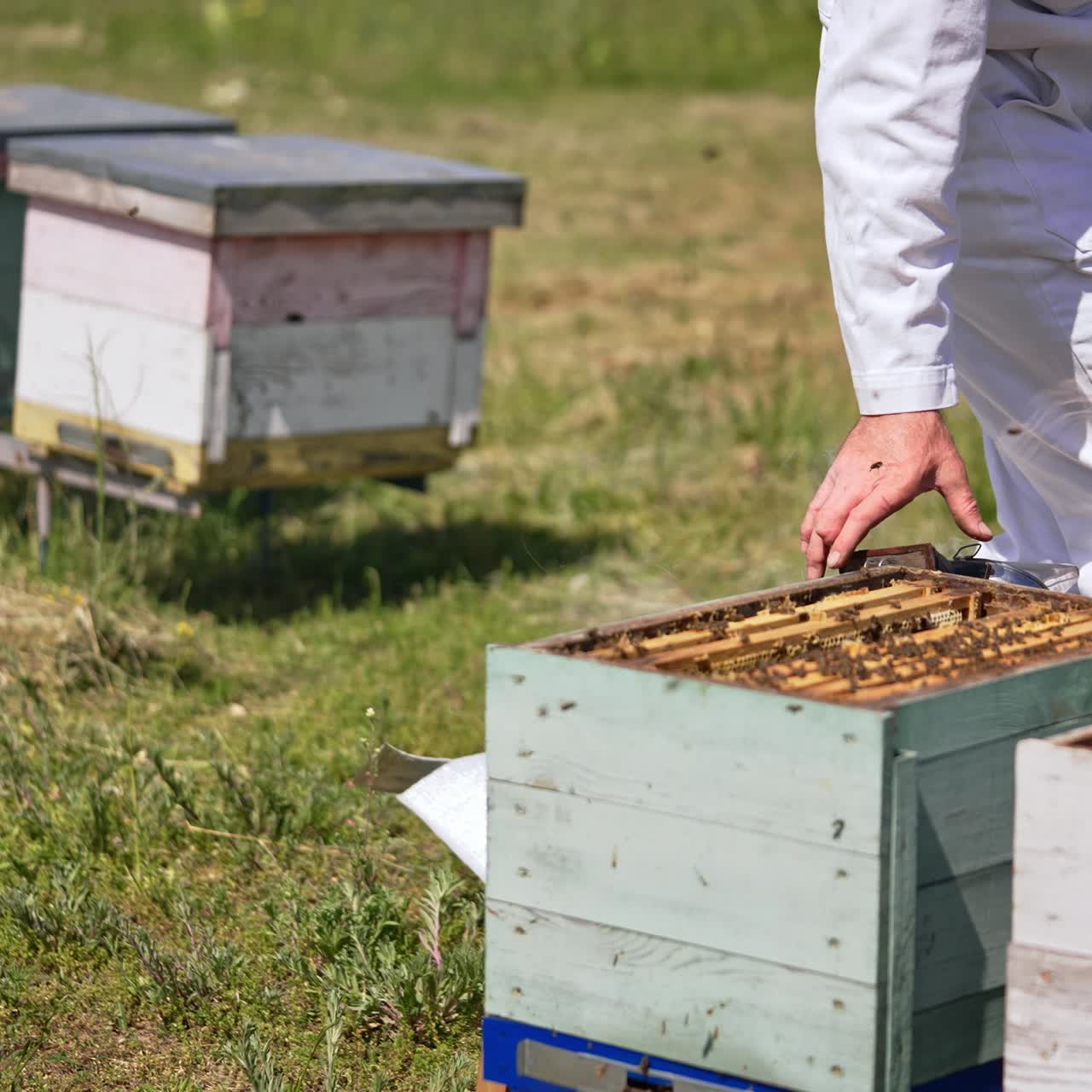 Man in white outfit stands in front of bee hives with opened lids. Beekeeper takes a smoker and sprays the bees with smoke