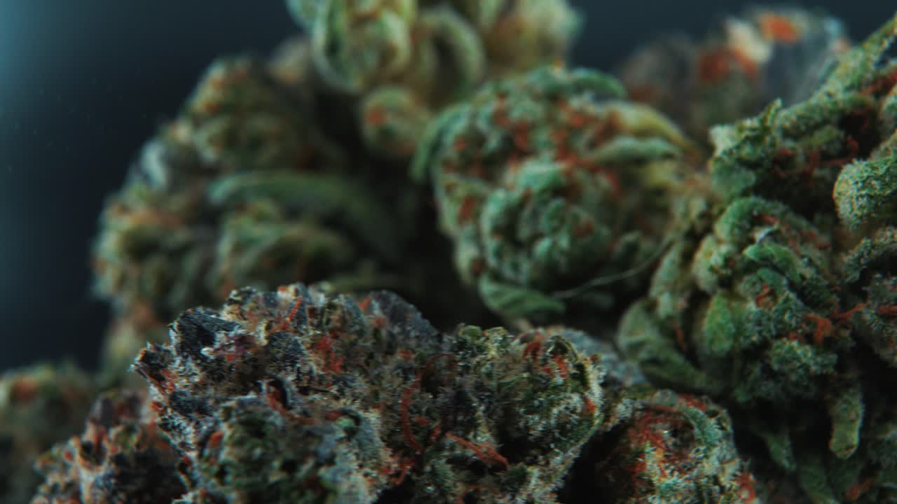 A macro cinematic detailed crispy shot of a cannabis plant, hybrid strains, Indica and sativa ,marijuana flower, on a 360 rotating stand, slow motion, 4K video, studio lighting