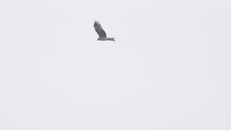 Black-Kite-Bird-Flying-In-The-Sky-At-Daytime-In-Tokyo,-Japan