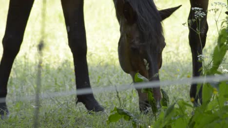 beautiful brown stallion eating grass