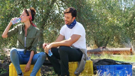 pareja bebiendo agua en una granja de olivos 4k