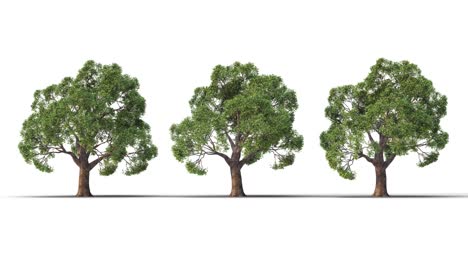árbol sobre un fondo blanco con alfa mate