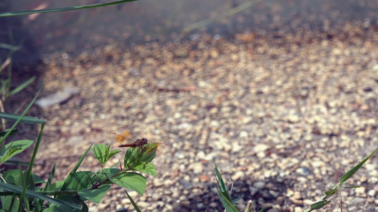 강 옆 나뭇가지에 쉬고 있는 잠자리의 돌리 샷