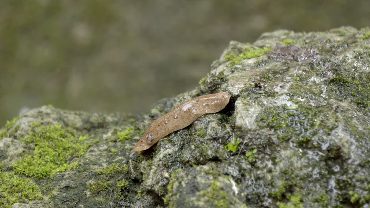 caracol que se mueve en la roca de césped de musgo