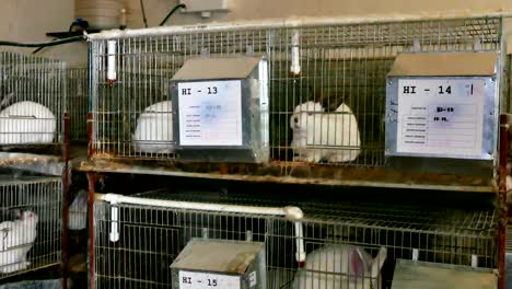 beautiful rabbits on a farm in cages