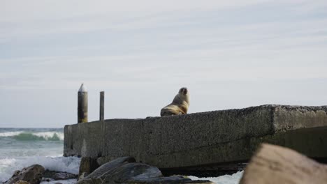 lazy seal, sitting on rocks along the seashore