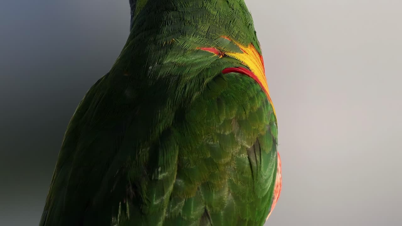 A close-up view of a parrot showcasing its vibrant feathers and curious head movements.