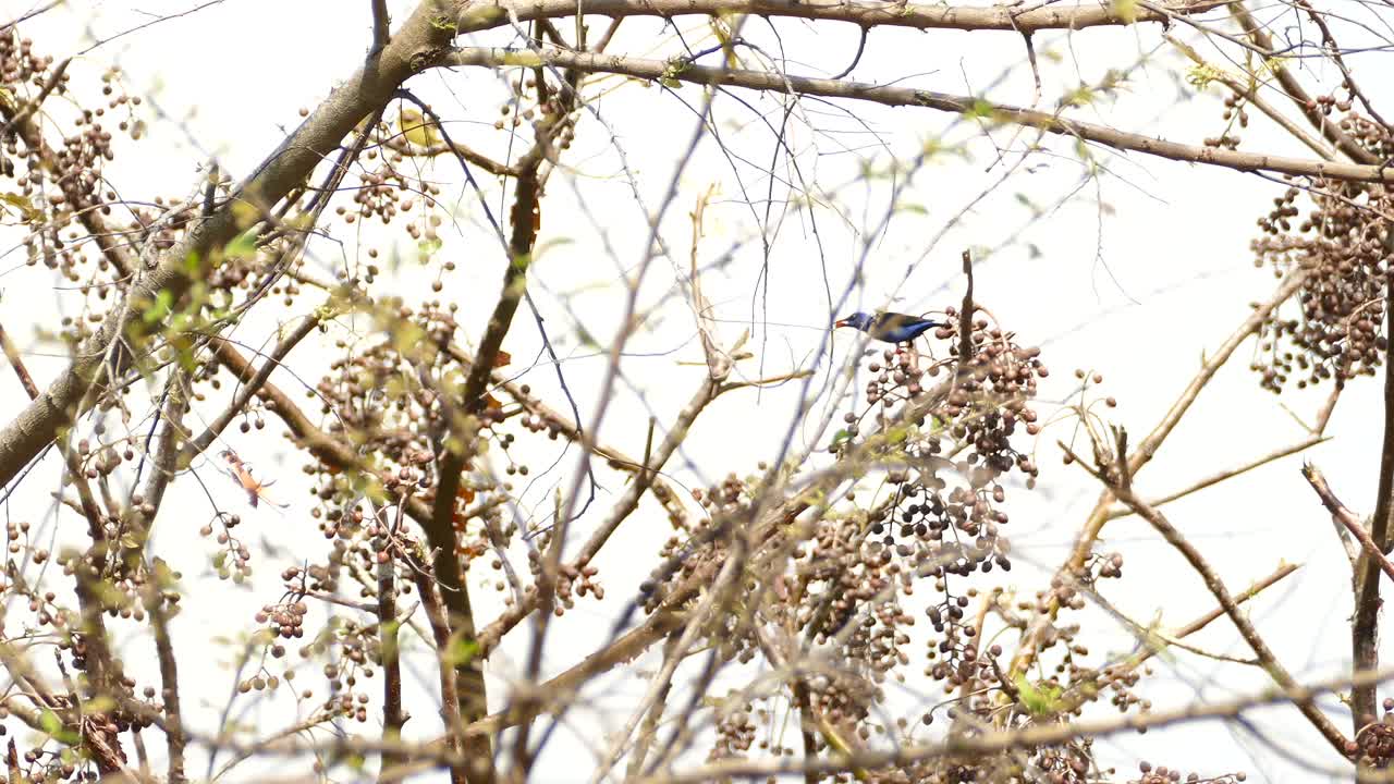 나무에서 과일을 먹는 벌레, 감보아 열대 우림 보호구역, 파나마, 중간
