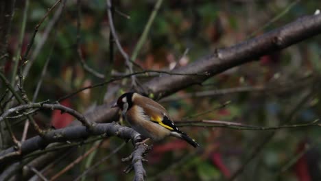 goldfinch,  carduelis carduelis, in fruit tree. spring. uk