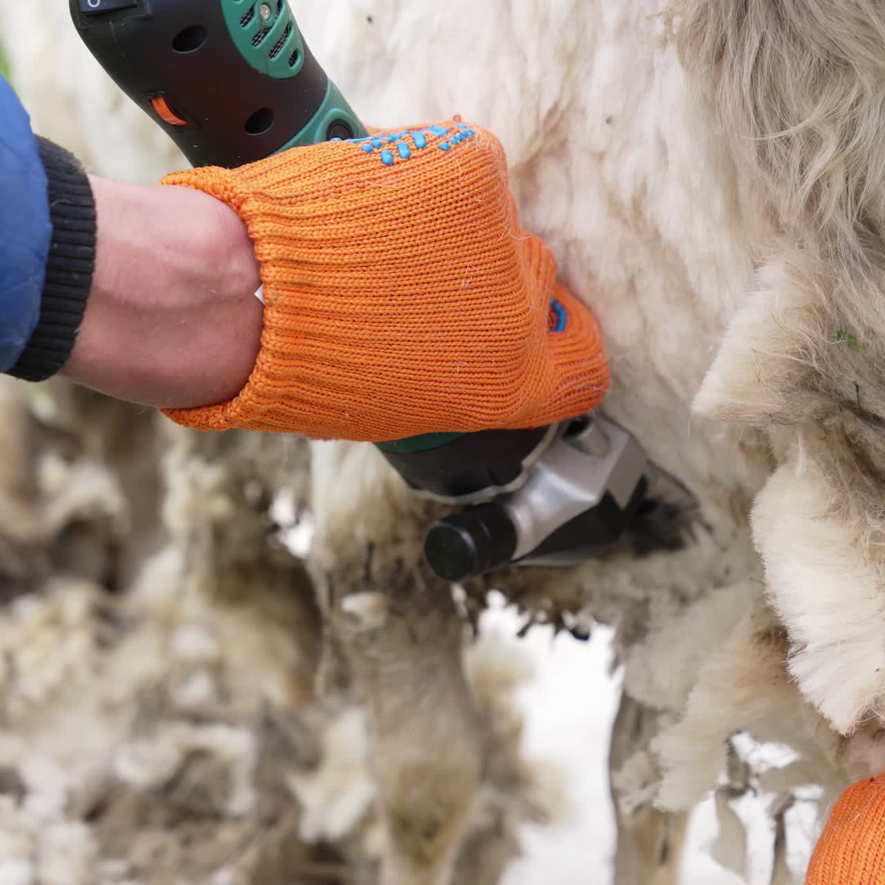 Farmer cuts the sheep wool. Footage of shearing white wool from sheep