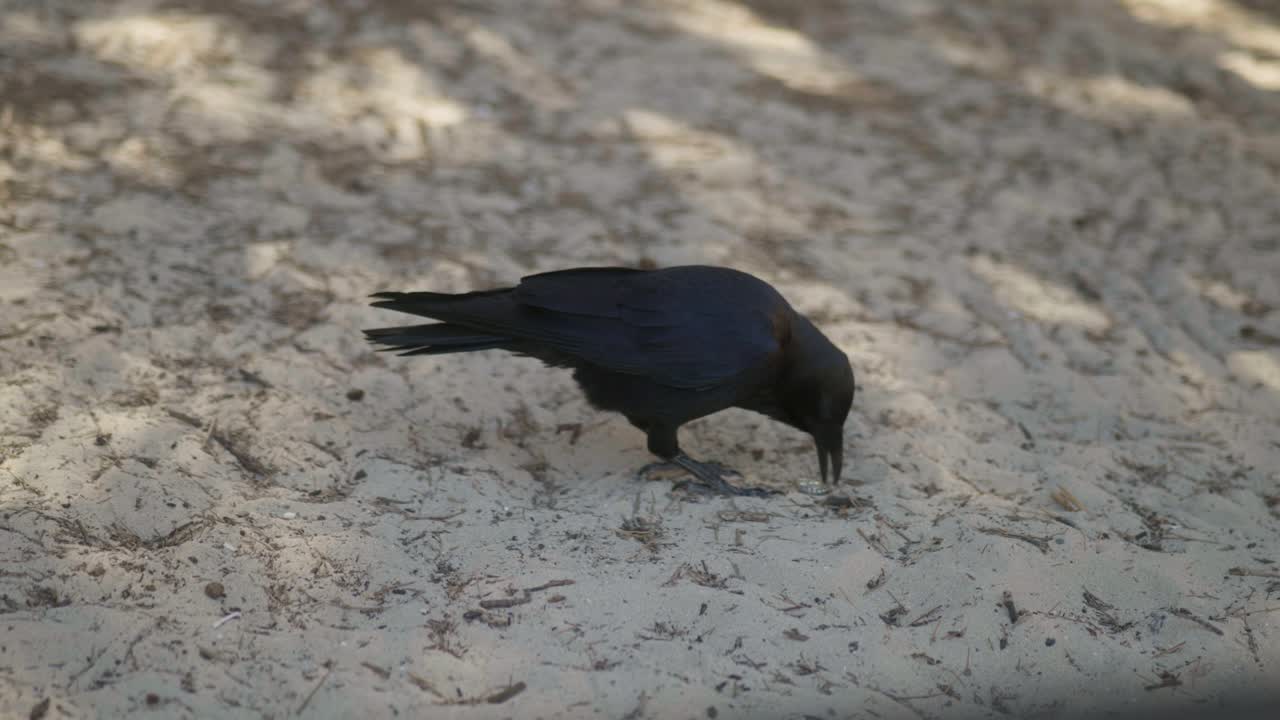 A black bird playfully interacting with a bottle cap, showcasing natural curiosity and playful behavior in an outdoor setting.