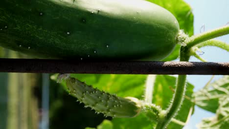 An-Einem-Sonnigen-Tag-Wachsen-Im-Spalier-Stachelige-Gurken