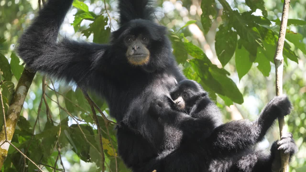 인도네시아 수마트라에 있는 나무에 앉아 있는 동안 시암 어머니가 아기 시암에게 먹이를 주는 슬로우 모션 샷