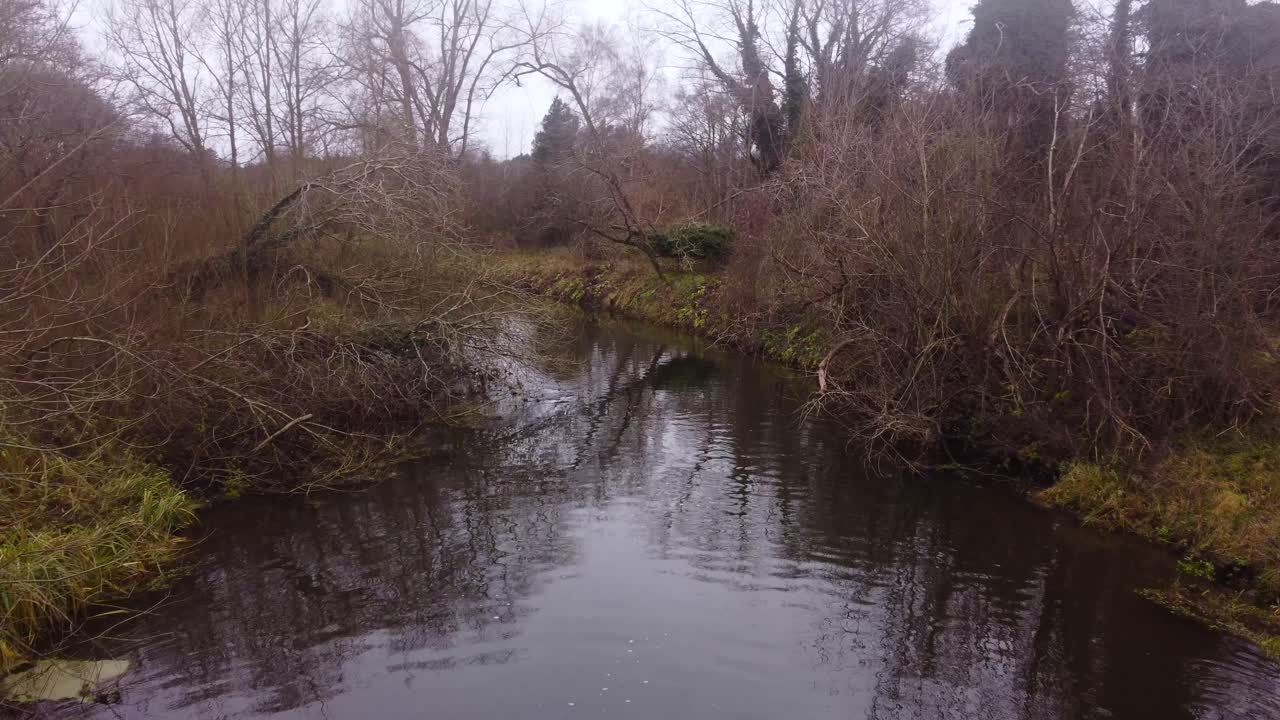 volando sobre el agua del río pantanoso en un bosque - río little ouse, inglaterra