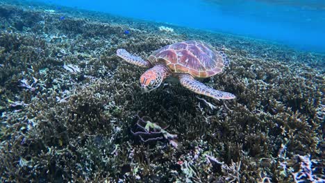 Schöne-Meeresschildkröte,-Die-über-Dem-Korallenboden-Schwimmt