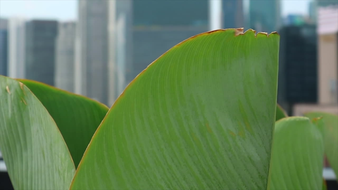 Close up of green leaves on a plant in a city