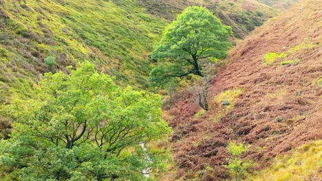 Slow-moving-moorland-stream-flowing-gently-on-the-Pennine-moors,-aerial-drone-video-with-small-waterfalls,river-and-heather-covered-valley