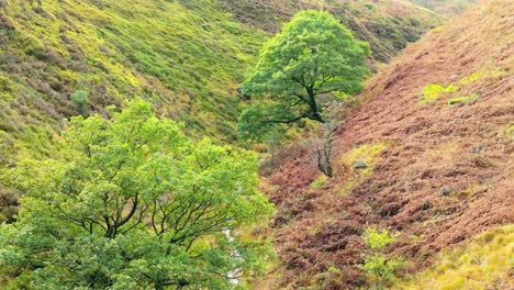 slow moving moorland stream flowing gently on the pennine moors, aerial drone video with small waterfalls,river and heather covered valley