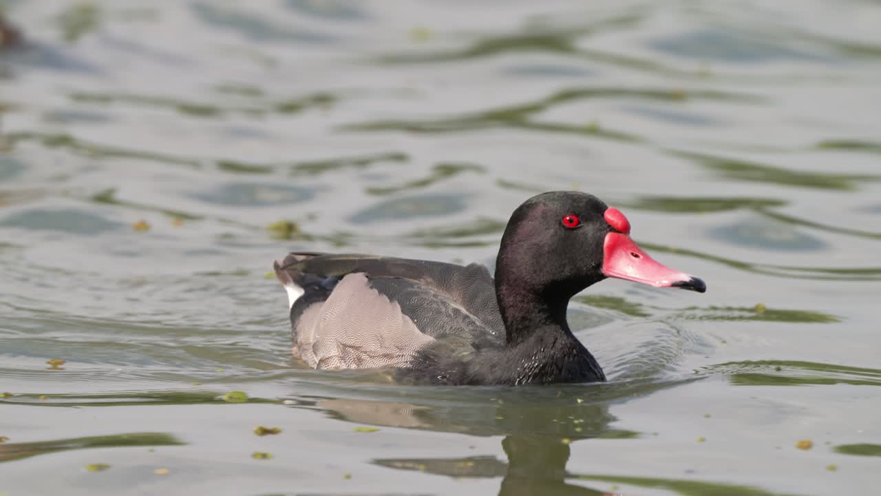zoom en la toma de un macho de un pochard de pico rosado, netta peposaca con pico rojo, refrescante en el lago ondulado tranquilo, remando lentamente el agua en un hermoso día tranquilo