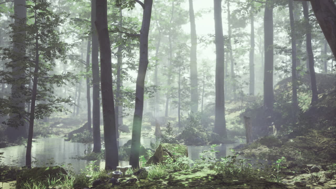 조용 한 물체 를 둘러싸고 있는 나무 들 이 있는 안개 은 숲 풍경