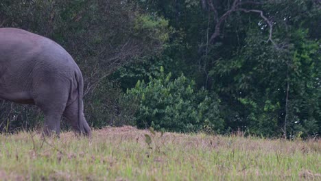 Animales-Enormes-Y-Hermosos-Que-Van-Hacia-La-Izquierda-Durante-La-Tarde-Fuera-Del-Bosque,-Elefante-Indio-Elephas-Maximus-Indicus,-Tailandia